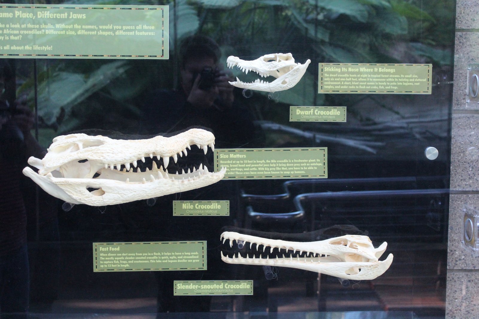 San Diego Zoo Part II 154